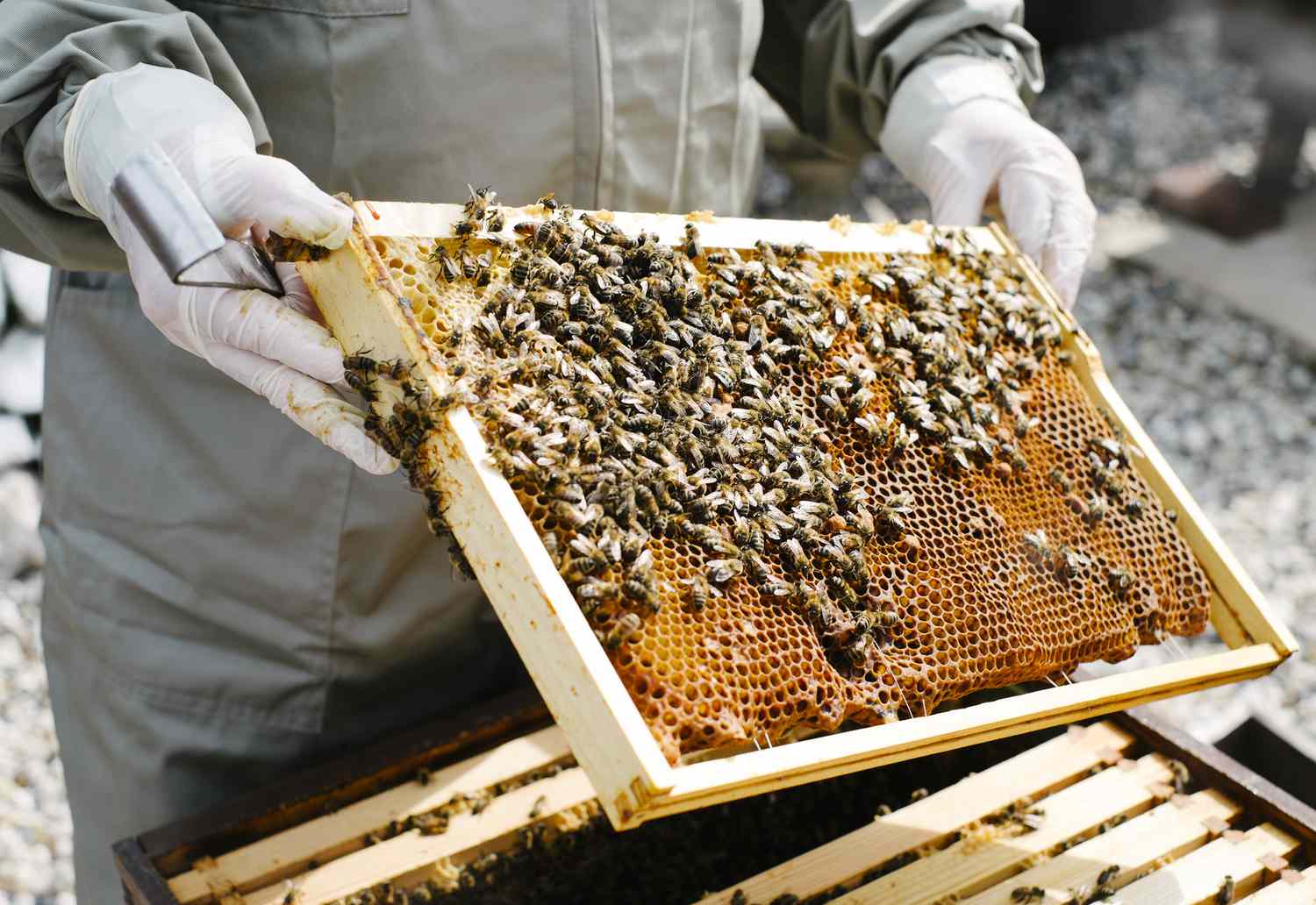 Beehive